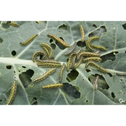 Triferto 15-15-15 Kunstmest