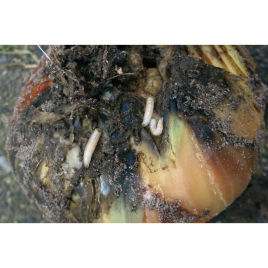 ECOstyle Aaltjes Tegen Larven Uienvlieg 2 ECOstyle Aaltjes Tegen Larven Uienvlieg - Afbeelding 2