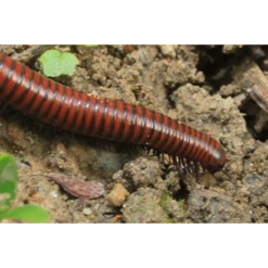 ECOstyle Aaltjes Tegen Miljoenpoten -Groen Verkoop image 169