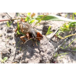 ECOstyle Aaltjes Tegen Veenmollen 5 ECOstyle Aaltjes Tegen Veenmollen -Groen Verkoop image 199