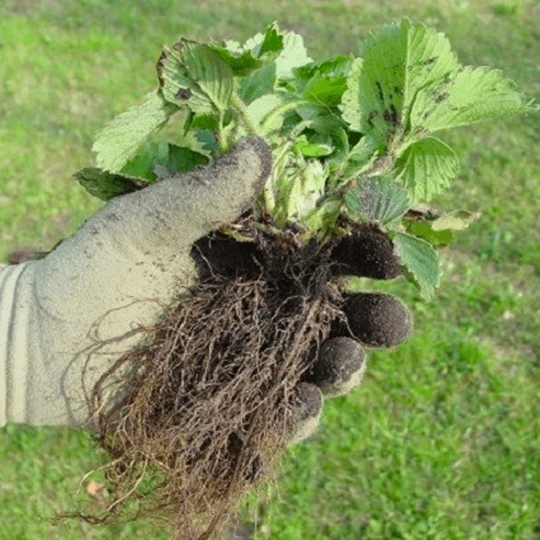 De Wiltfang Foxgloves Original 8 De Wiltfang Foxgloves Original - Afbeelding 8