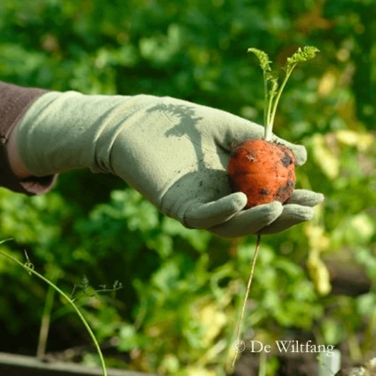 De Wiltfang Foxgloves Original 9 De Wiltfang Foxgloves Original - Afbeelding 9