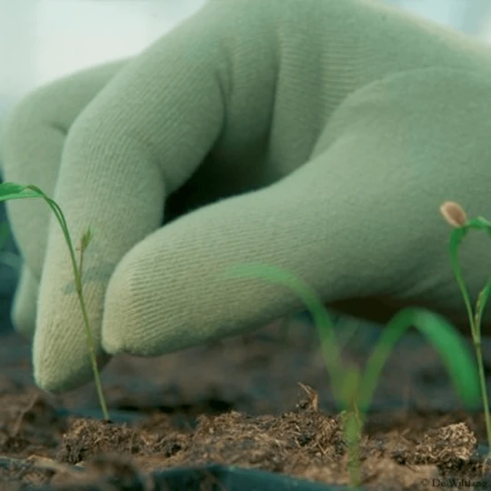 De Wiltfang Foxgloves Original 10 De Wiltfang Foxgloves Original - Afbeelding 10