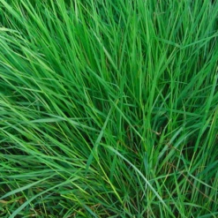 Burgon & Ball RHS Spade -Groen Verkoop image 26