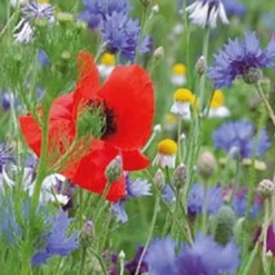 Nieuwkomers -Groen Verkoop image 319