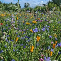 MRS Seeds & Mixtures B1 - Ruderaal Bloemenmengsel