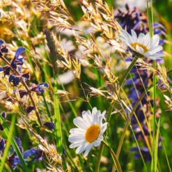 MRS Seeds & Mixtures Type DT3 - Bloemrijke Dijken & Taluds