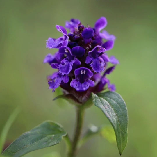 Groen Verkoop -Groen Verkoop image 334