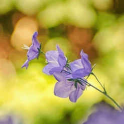 MRS Seeds & Mixtures Bosrand Bloemenmengsel Schaduw Inheems - Meerjarig -Groen Verkoop image 336