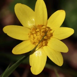 MRS Seeds & Mixtures Bosrand Bloemenmengsel Schaduw Inheems - Meerjarig -Groen Verkoop image 338