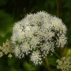 MRS Seeds & Mixtures Bosrand Bloemenmengsel Schaduw Inheems - Meerjarig -Groen Verkoop image 339