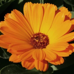 MRS Seeds & Mixtures Biologisch Lieveheersbeestjes Bloemenmengsel -Groen Verkoop image 357