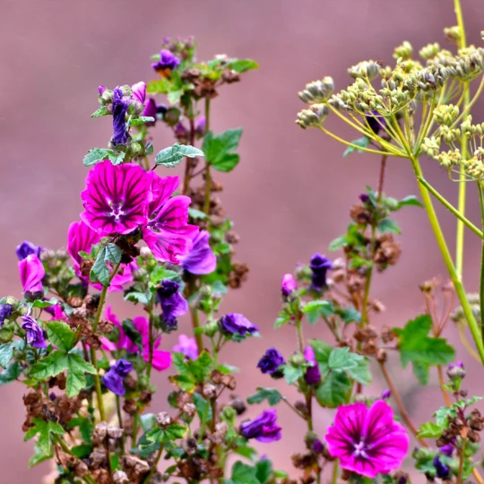 MRS Seeds & Mixtures Beweidingsmengsel Zandgrond - Type BWZ1 1 MRS Seeds & Mixtures Beweidingsmengsel Zandgrond - Type BWZ1